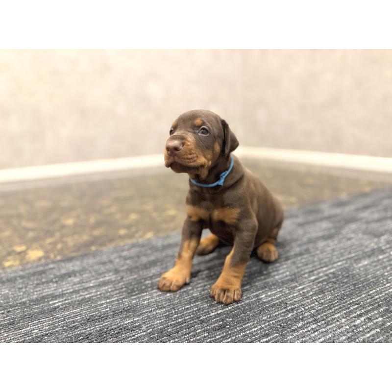 販売中の東京都のドーベルマン-432753の7枚目