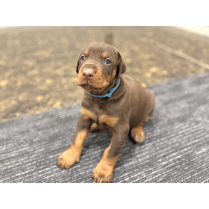 販売中の東京都のドーベルマン-432753の6枚目