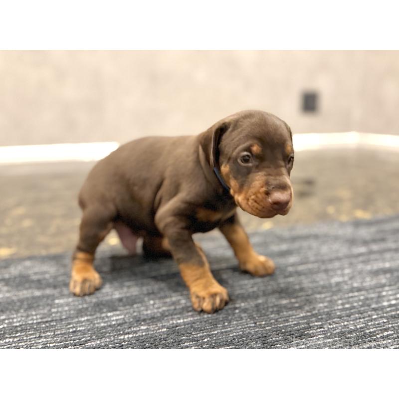 販売中の東京都のドーベルマン-432753の5枚目