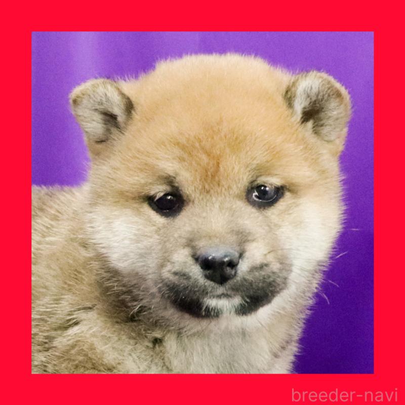 販売中の愛知県の柴犬-430343