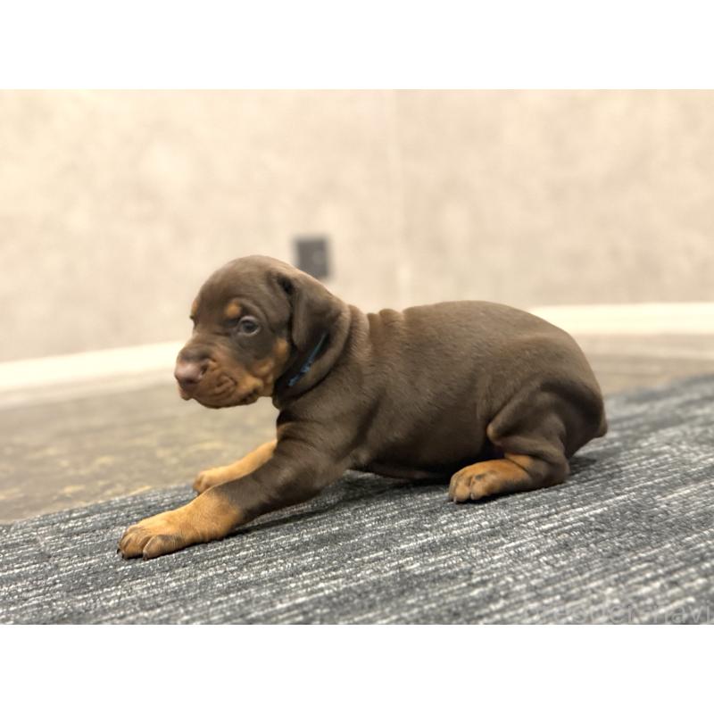 販売中の東京都のドーベルマン-432753の4枚目