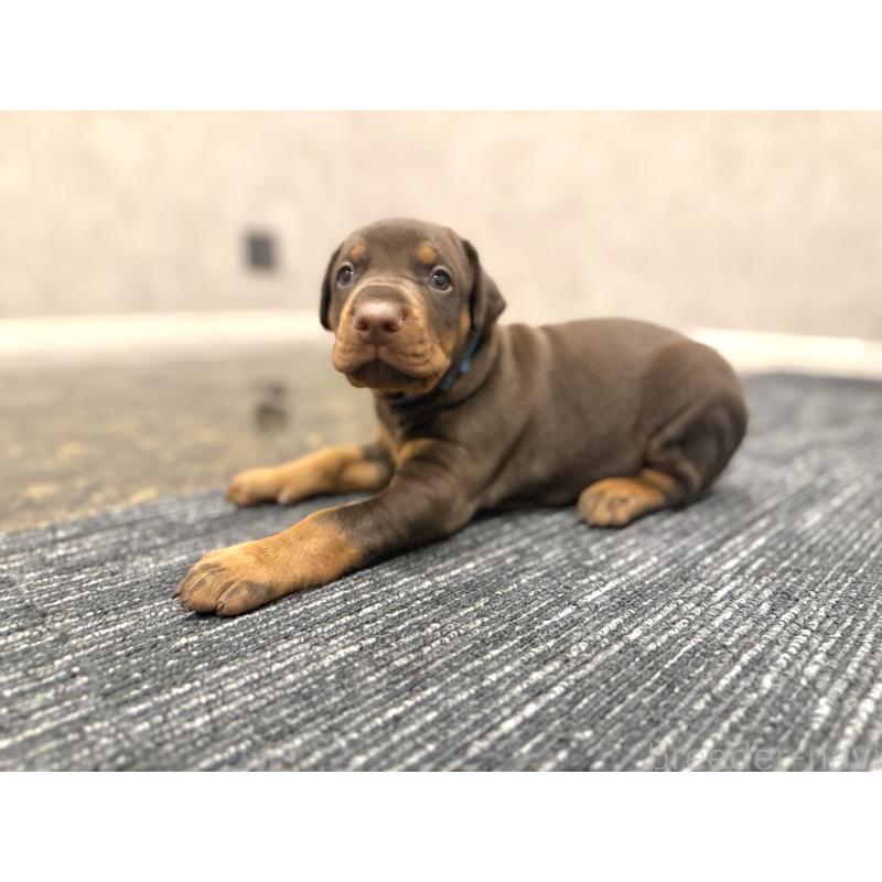 販売中の東京都のドーベルマン-432753の3枚目