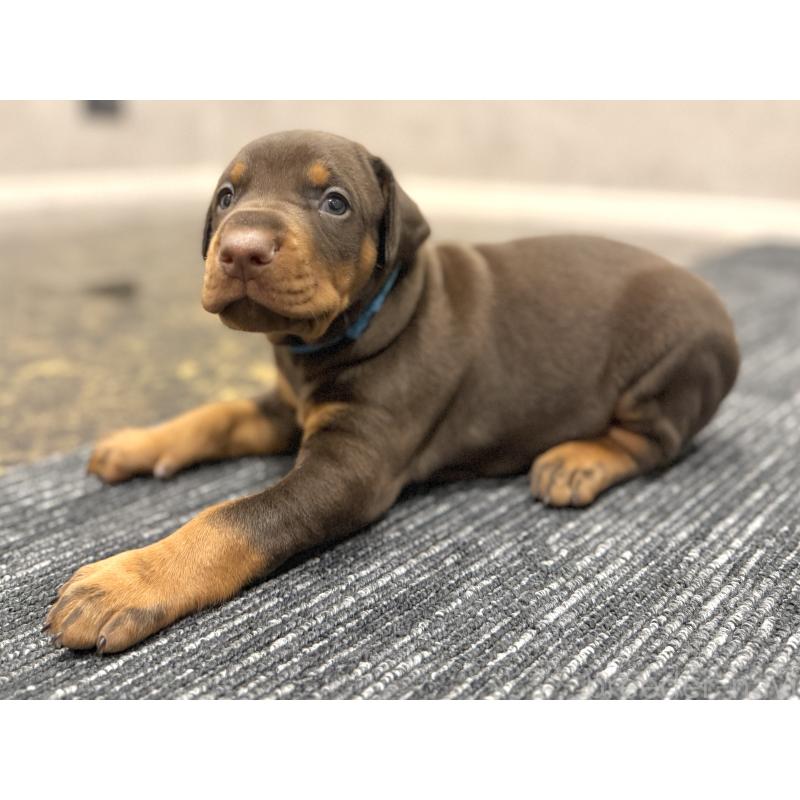 販売中の東京都のドーベルマン-432753の2枚目