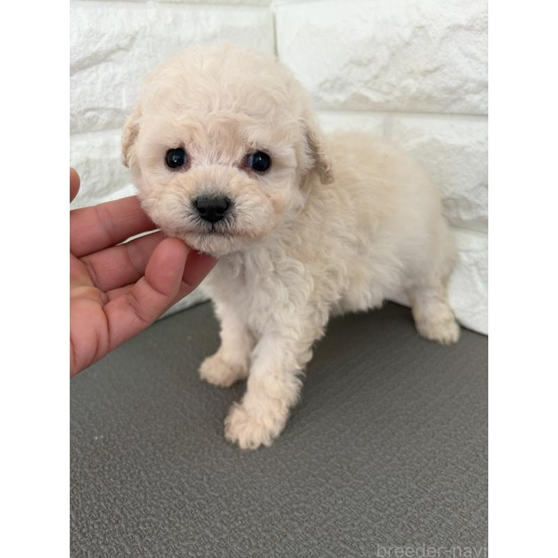 販売中の熊本県のビションプー:ビションフリーゼ×トイプードル-432754の3枚目