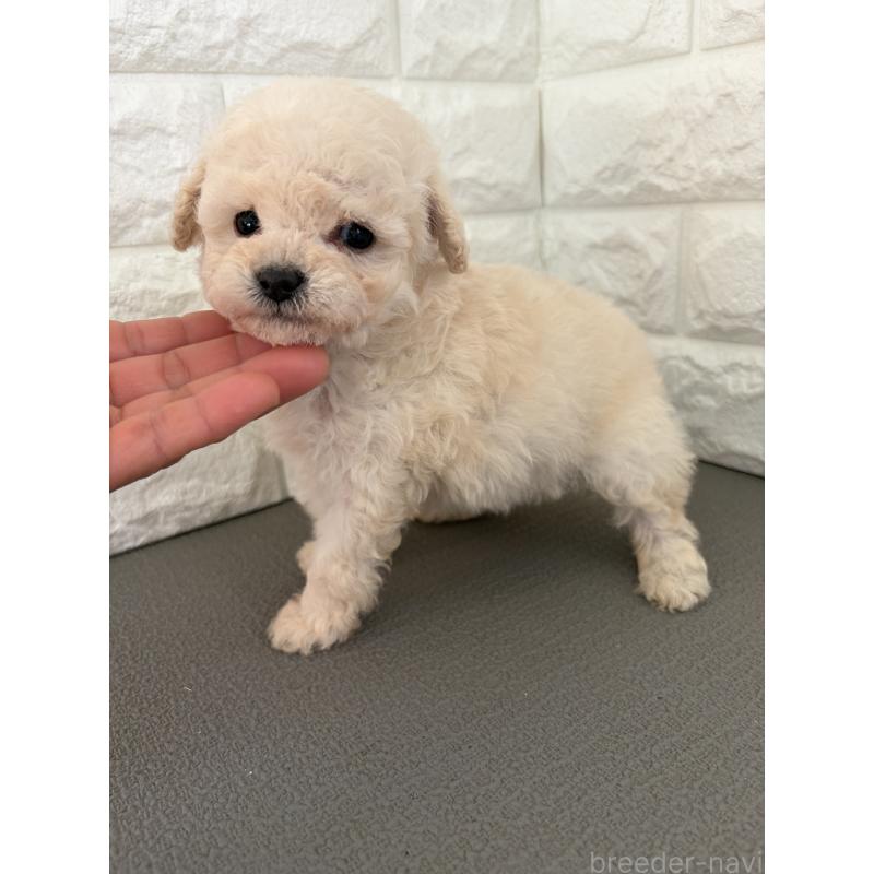 販売中の熊本県のビションプー:ビションフリーゼ×トイプードル-432754の2枚目