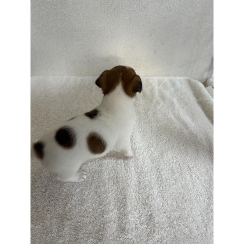 販売中の京都府のジャックラッセルテリア-432766の7枚目