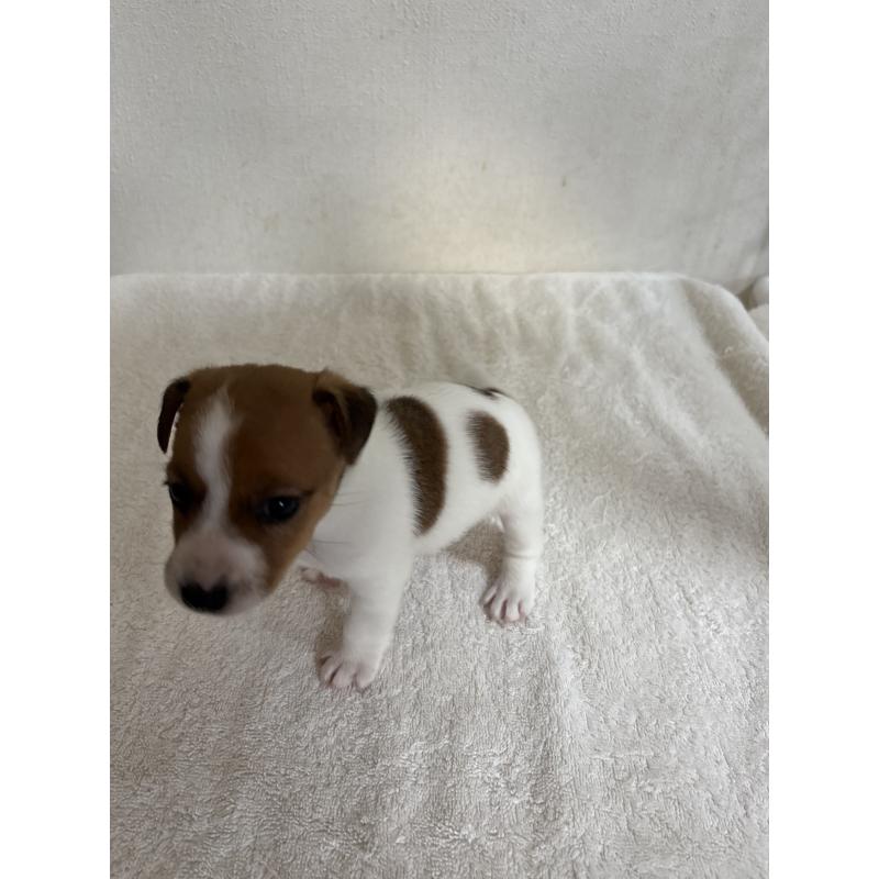 販売中の京都府のジャックラッセルテリア-432766の5枚目