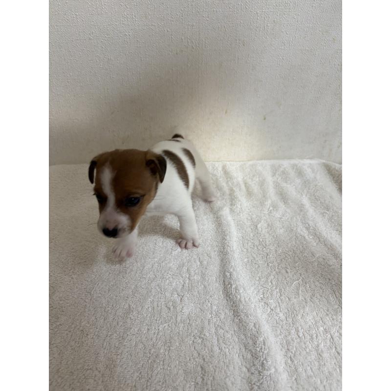 販売中の京都府のジャックラッセルテリア-432766の4枚目