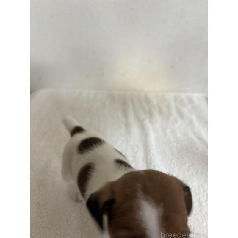 販売中の京都府のジャックラッセルテリア-432766の3枚目