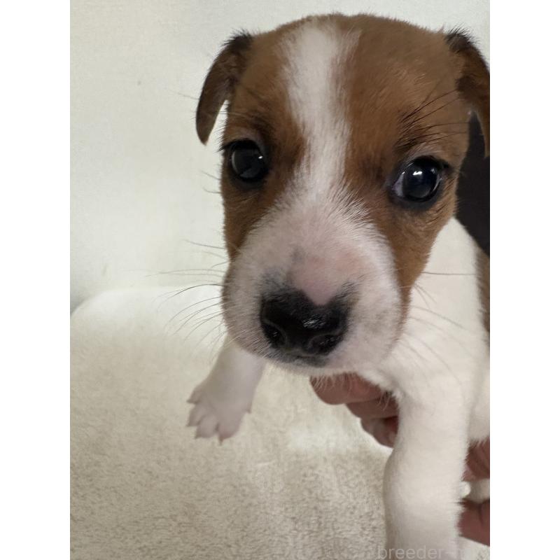 販売中の京都府のジャックラッセルテリア-432766の2枚目