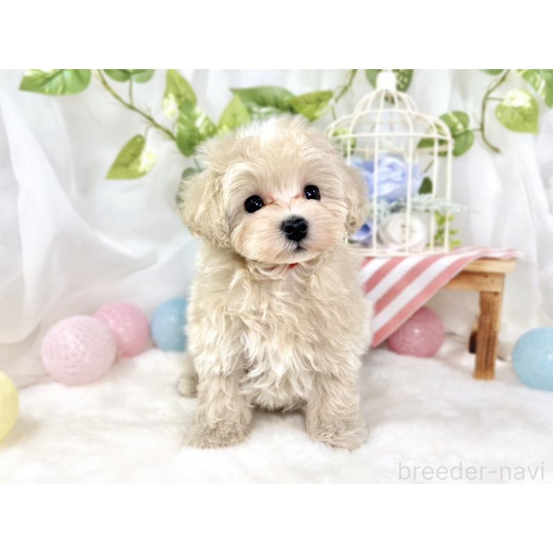 成約済の滋賀県のマルプー:マルチーズ×トイプードル-432159の4枚目