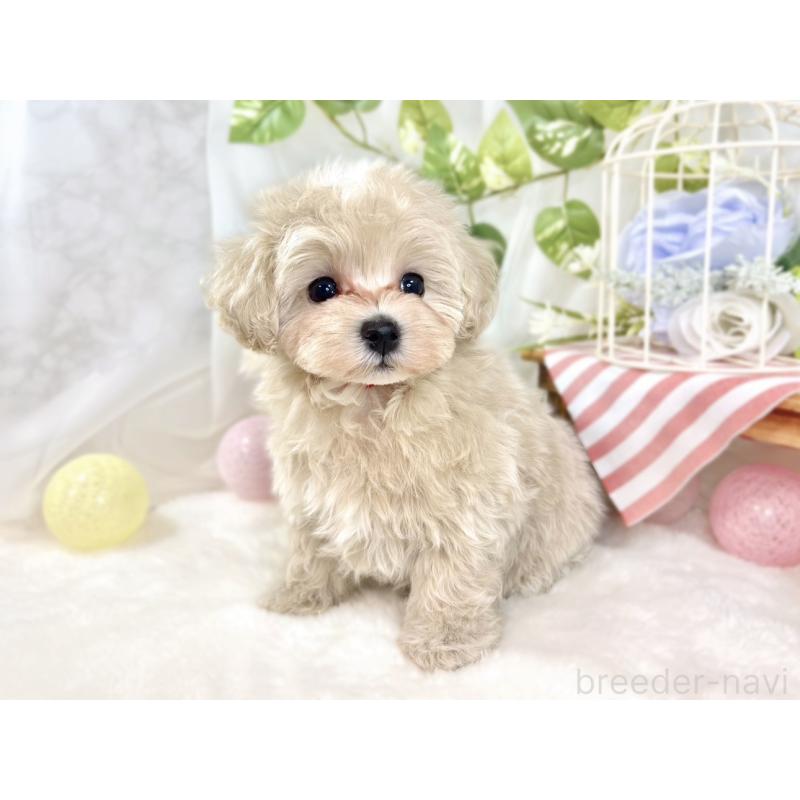 成約済の滋賀県のマルプー:マルチーズ×トイプードル-432159の3枚目