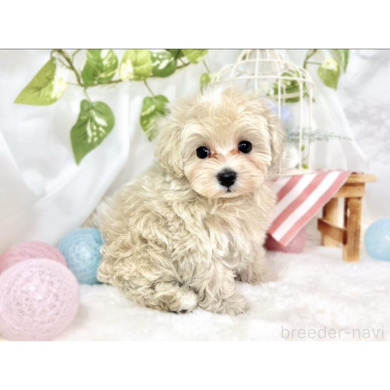 成約済の滋賀県のマルプー:マルチーズ×トイプードル-432159の2枚目