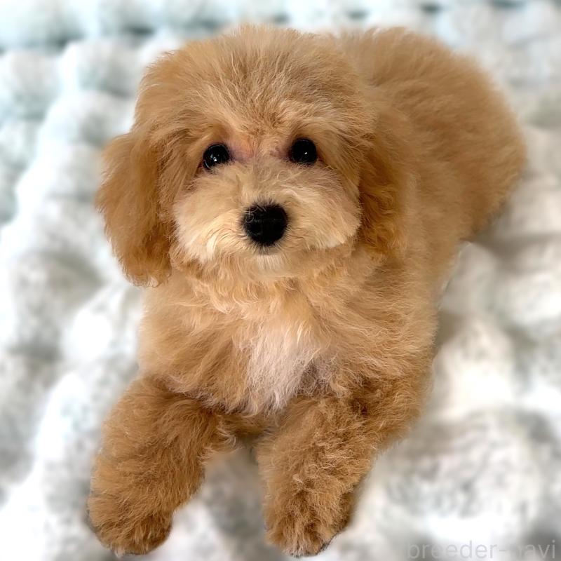 販売中の栃木県のビションプー:ビションフリーゼ×トイプードル-411574の8枚目