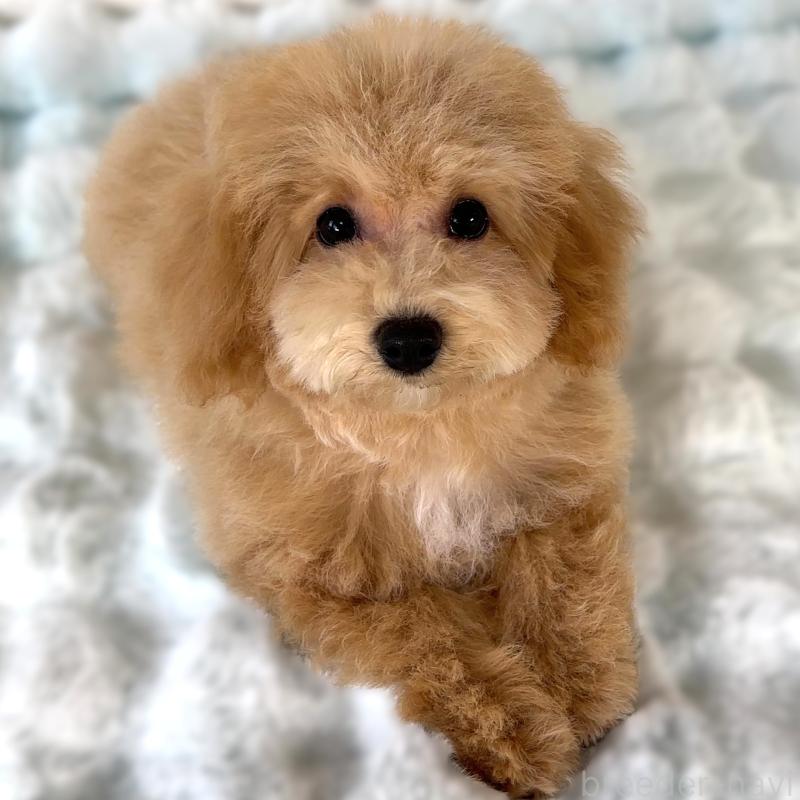 販売中の栃木県のビションプー:ビションフリーゼ×トイプードル-411574の7枚目