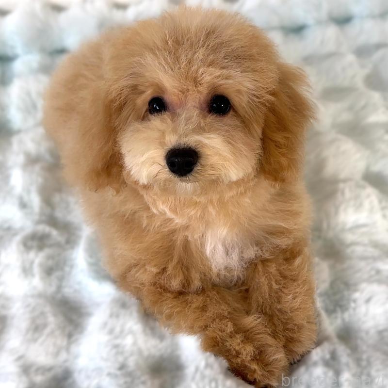 販売中の栃木県のビションプー:ビションフリーゼ×トイプードル-411574の6枚目