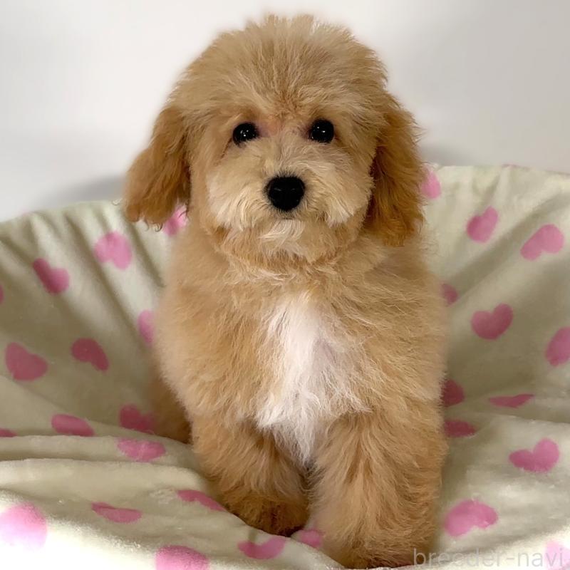 販売中の栃木県のビションプー:ビションフリーゼ×トイプードル-411574の5枚目