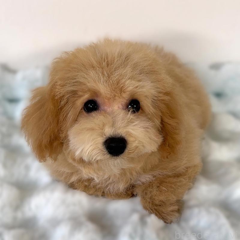 販売中の栃木県のビションプー:ビションフリーゼ×トイプードル-411574の4枚目