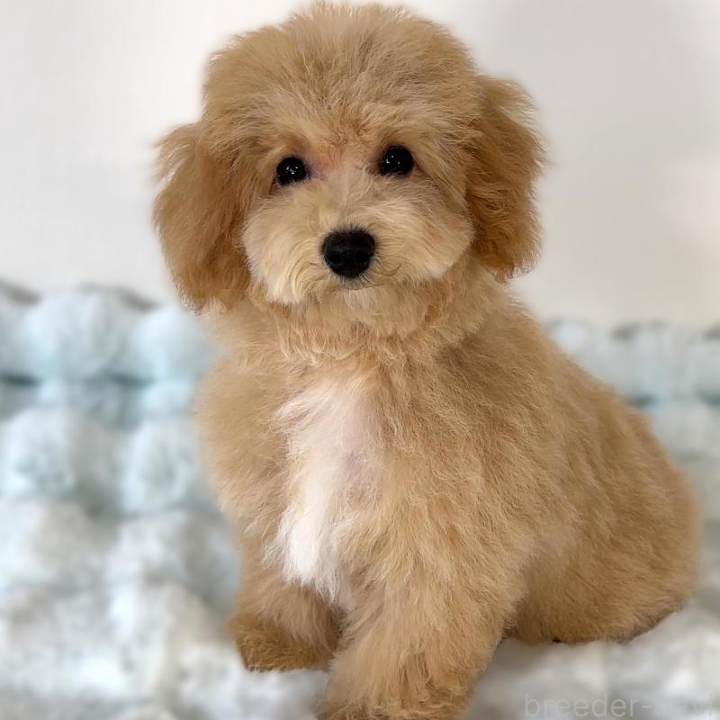 販売中の栃木県のビションプー:ビションフリーゼ×トイプードル-411574の3枚目