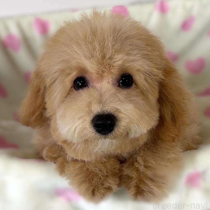 販売中の栃木県のビションプー:ビションフリーゼ×トイプードル-411574の2枚目