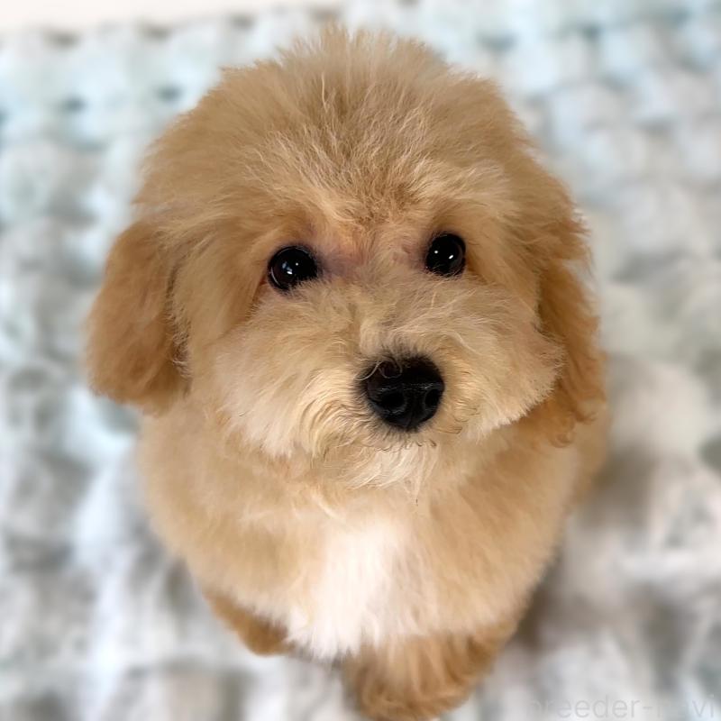 販売中の栃木県のビションプー:ビションフリーゼ×トイプードル-411574