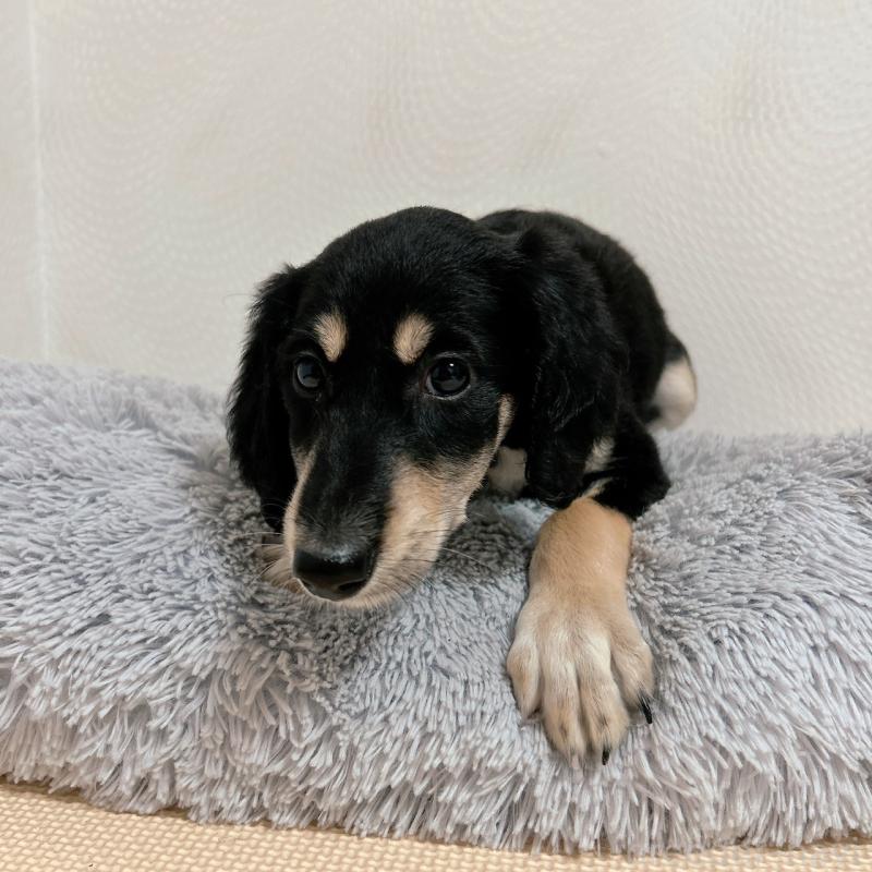 販売中の千葉県のサルーキ-432767の15枚目