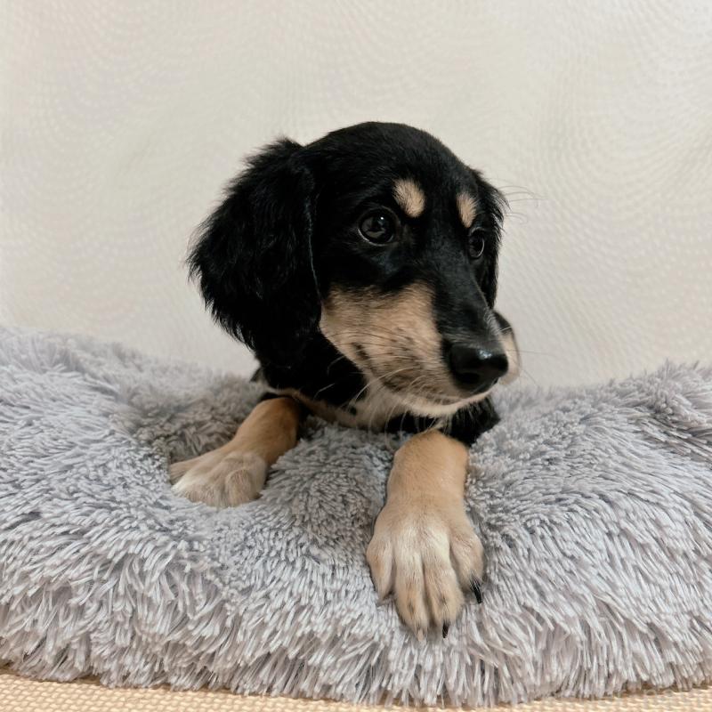 販売中の千葉県のサルーキ-432767の14枚目