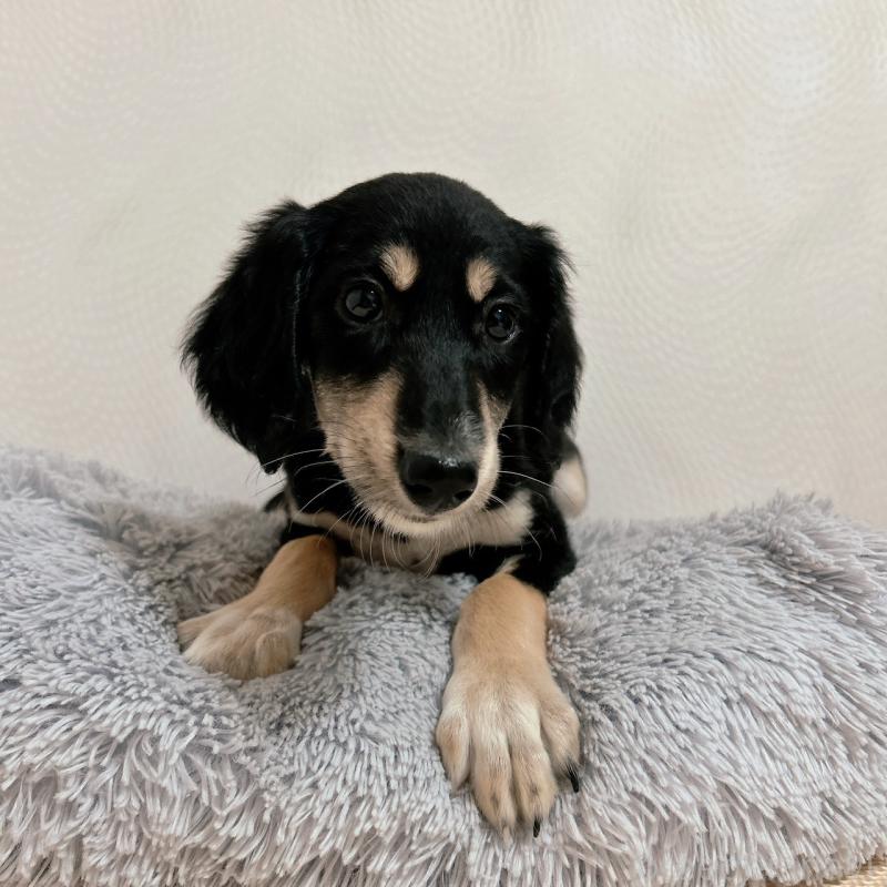 販売中の千葉県のサルーキ-432767の13枚目