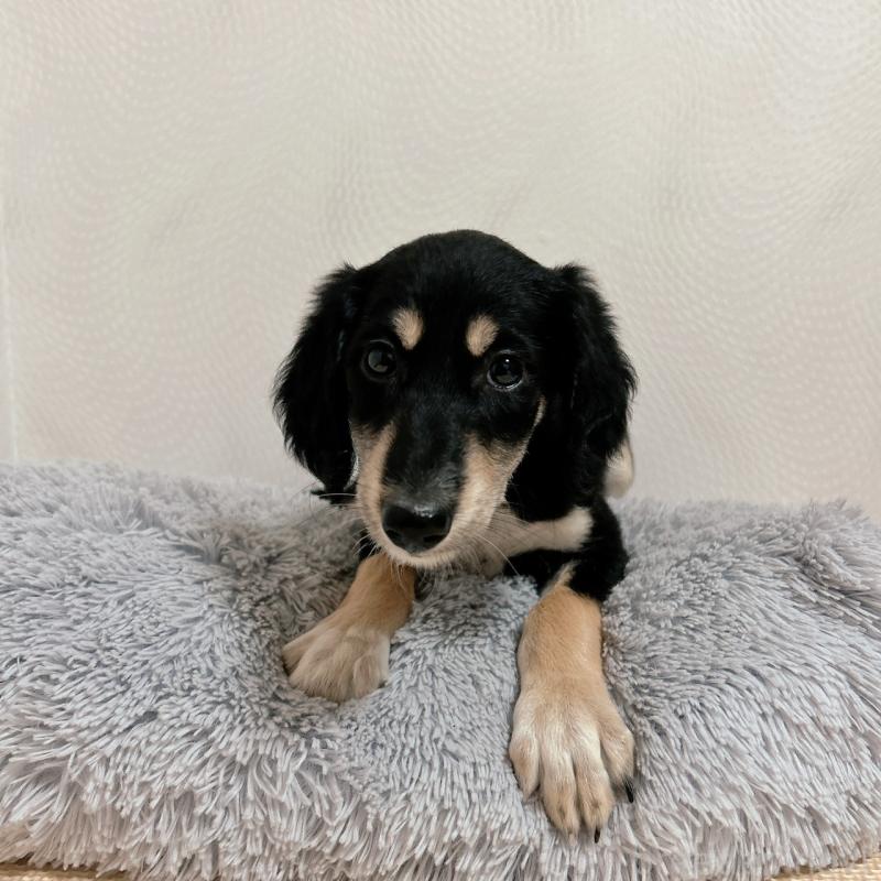 販売中の千葉県のサルーキ-432767の12枚目