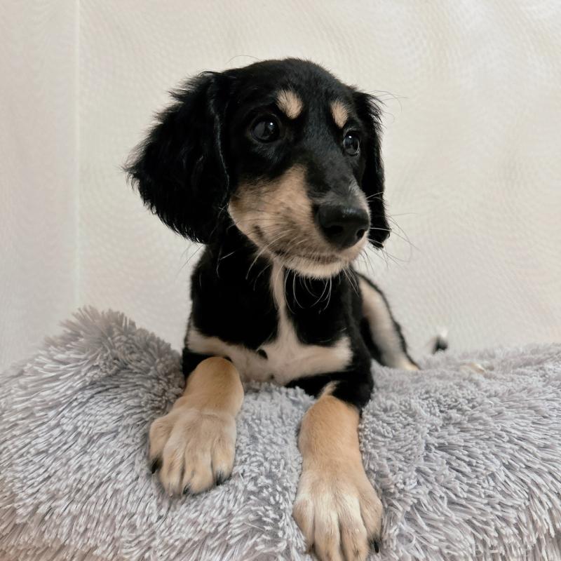 販売中の千葉県のサルーキ-432767