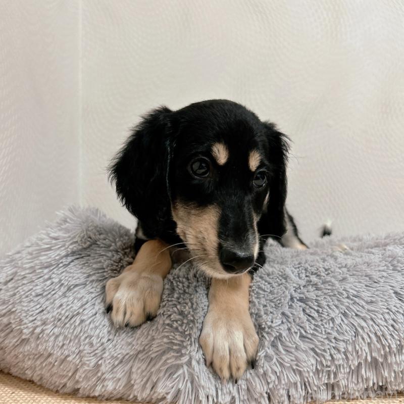 販売中の千葉県のサルーキ-432767の10枚目