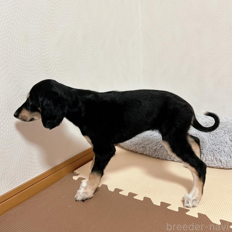 販売中の千葉県のサルーキ-432767の9枚目