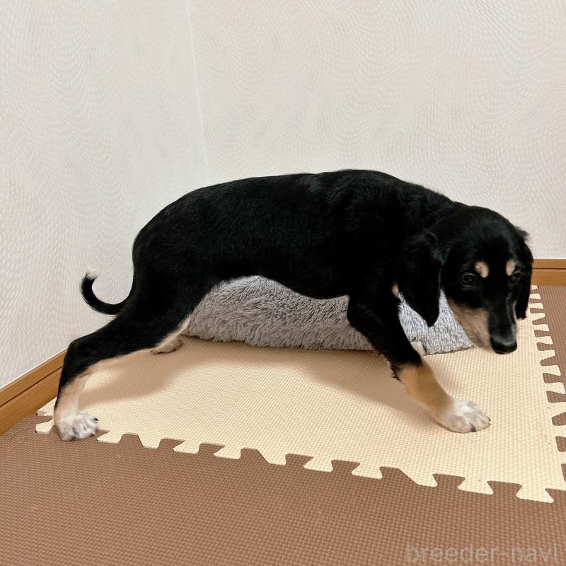 販売中の千葉県のサルーキ-432767の8枚目