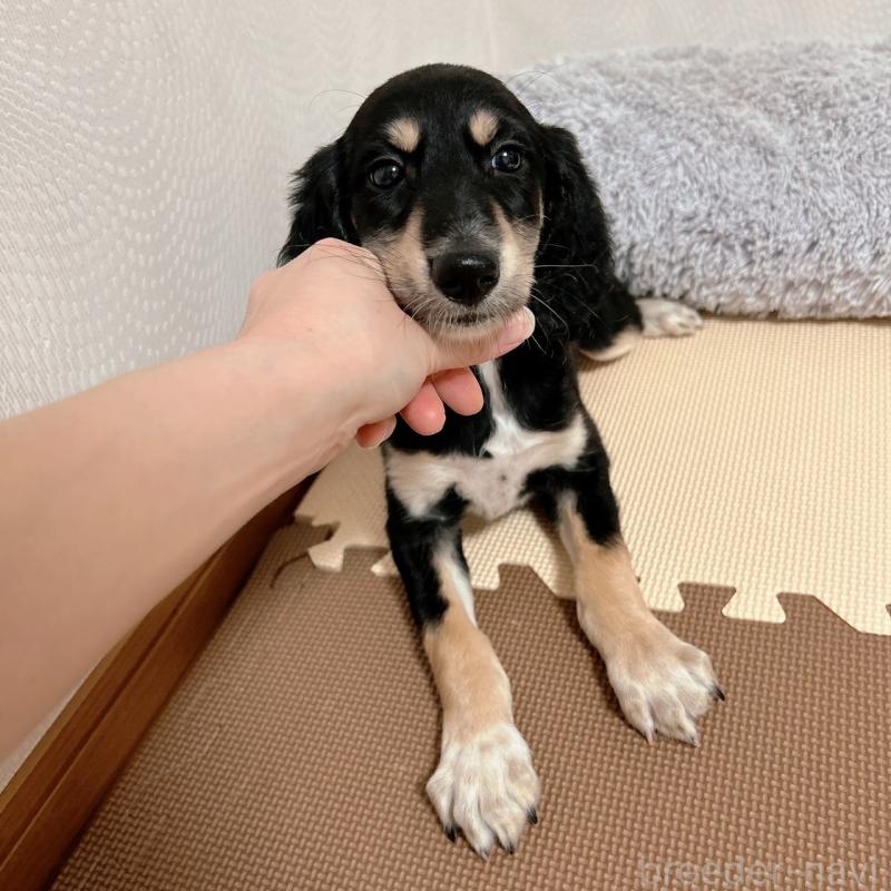 販売中の千葉県のサルーキ-432767の7枚目