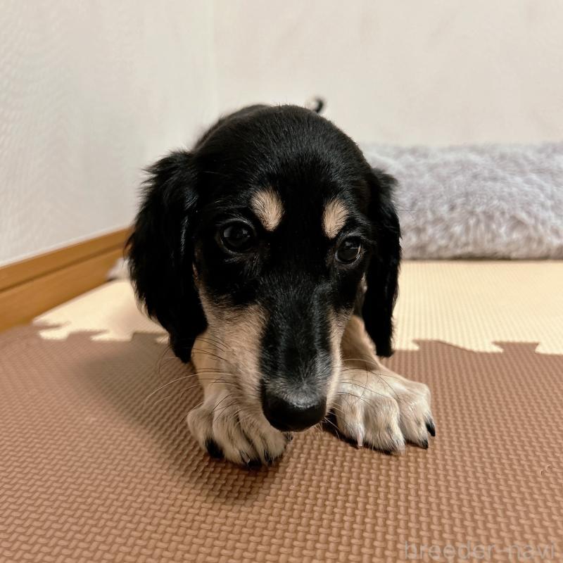 販売中の千葉県のサルーキ-432767の6枚目