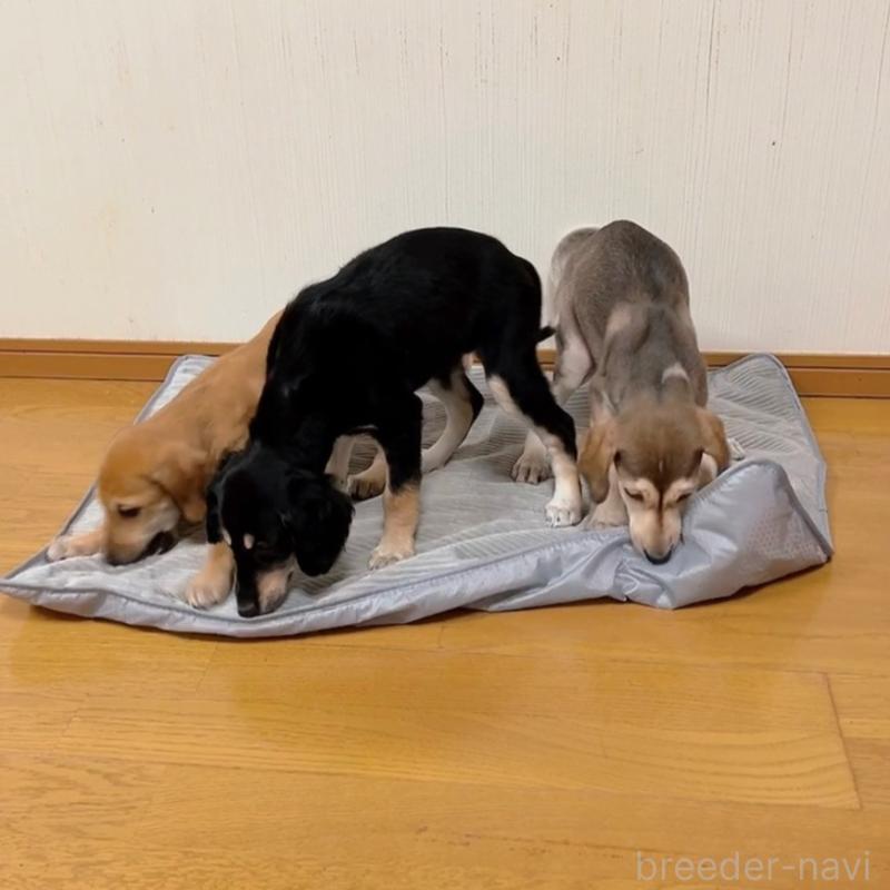 販売中の千葉県のサルーキ-432767の5枚目