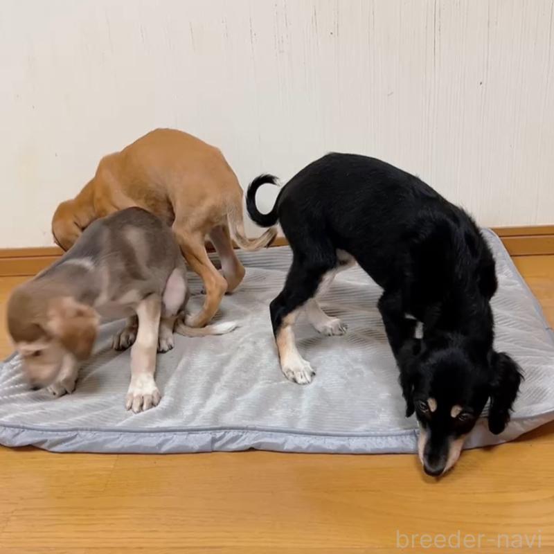 販売中の千葉県のサルーキ-432767の4枚目