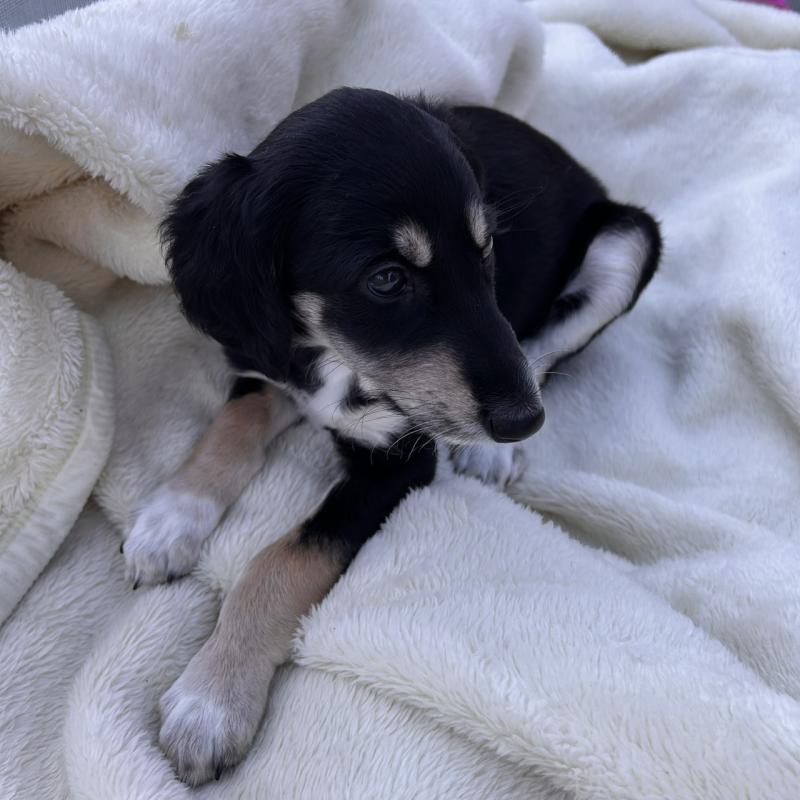 販売中の千葉県のサルーキ-432767の3枚目