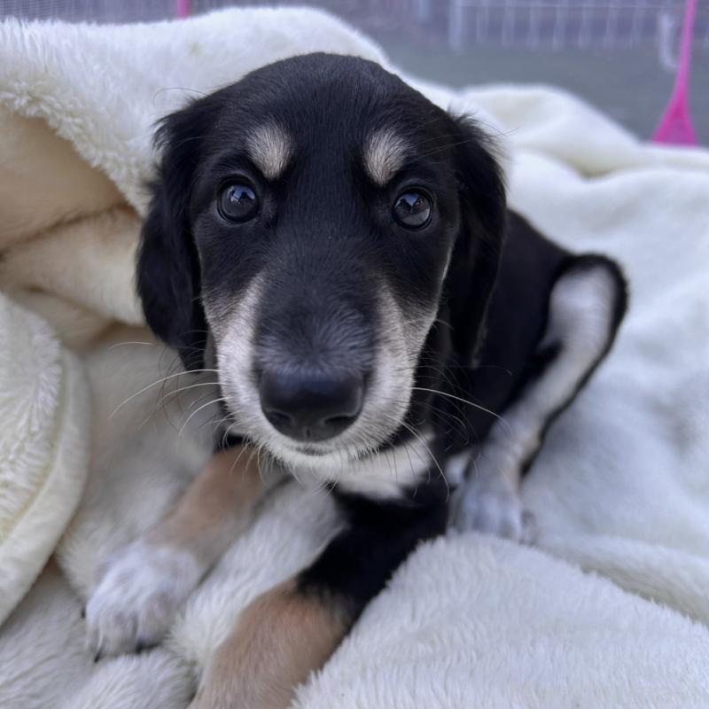 販売中の千葉県のサルーキ-432767の2枚目