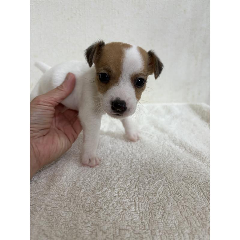 販売中の京都府のジャックラッセルテリア-432768の3枚目