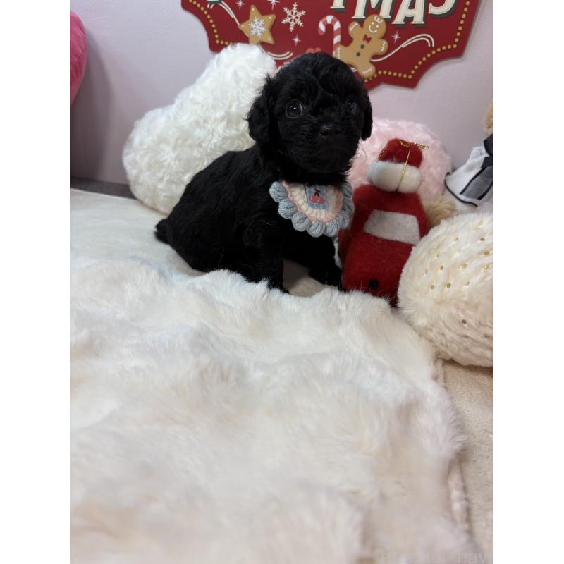 成約済の福岡県のチワプー:チワワ×トイプードル-429910の4枚目