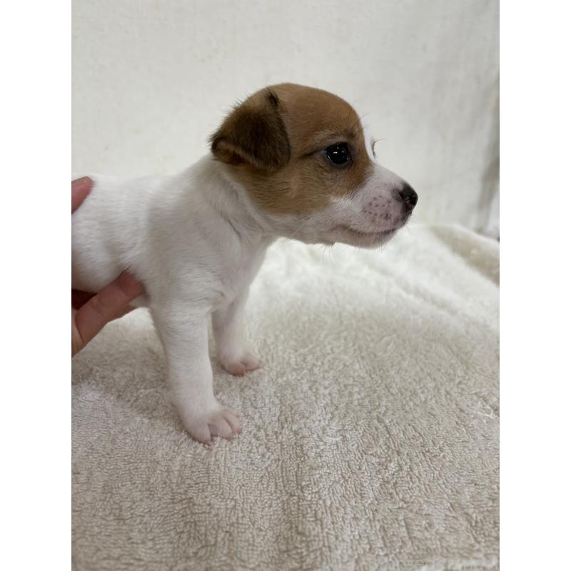 販売中の京都府のジャックラッセルテリア-432768の2枚目