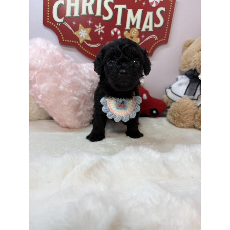 成約済の福岡県のチワプー:チワワ×トイプードル-429910の2枚目