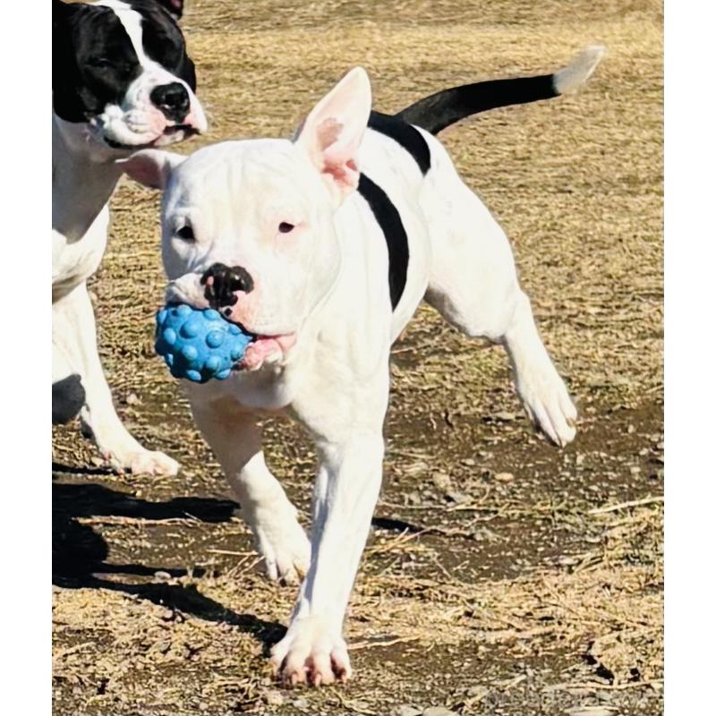 販売中の神奈川県のアメリカンピットブルテリア-392579の1枚目