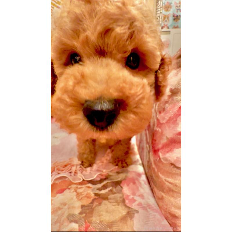 販売中の大阪府のトイプードル-432770の11枚目