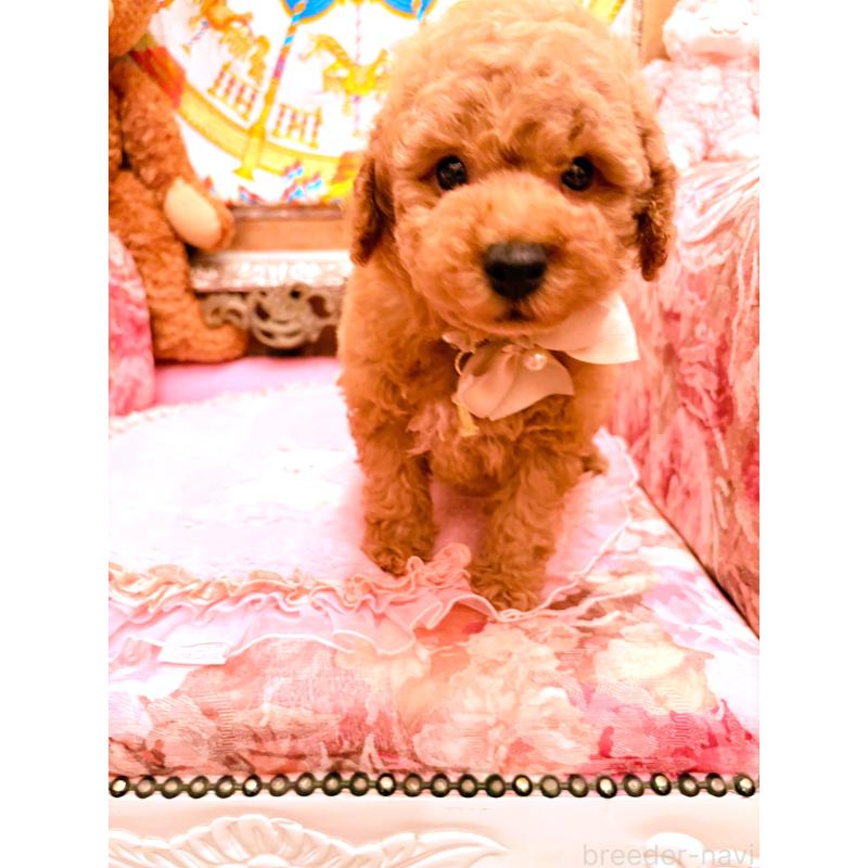 販売中の大阪府のトイプードル-432770の10枚目