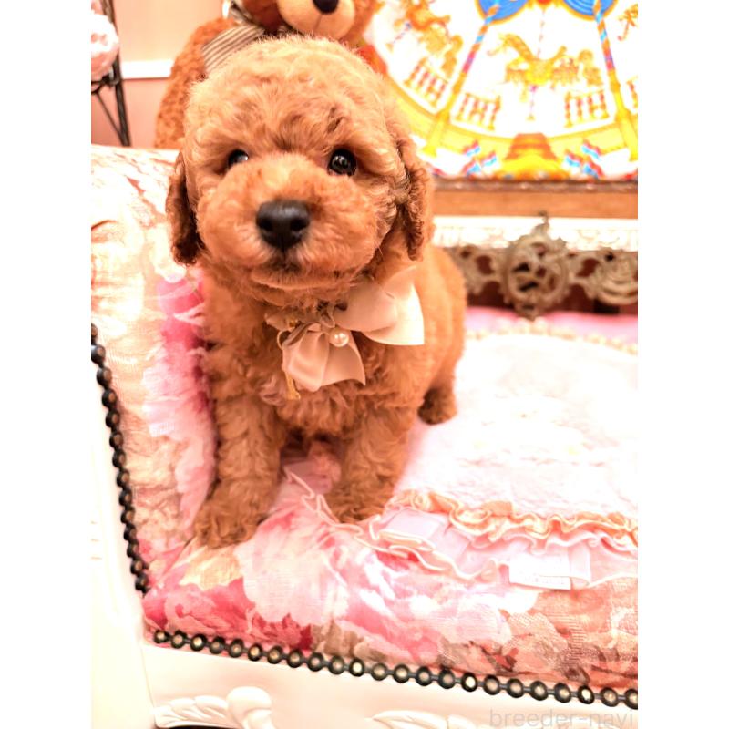 販売中の大阪府のトイプードル-432770の9枚目