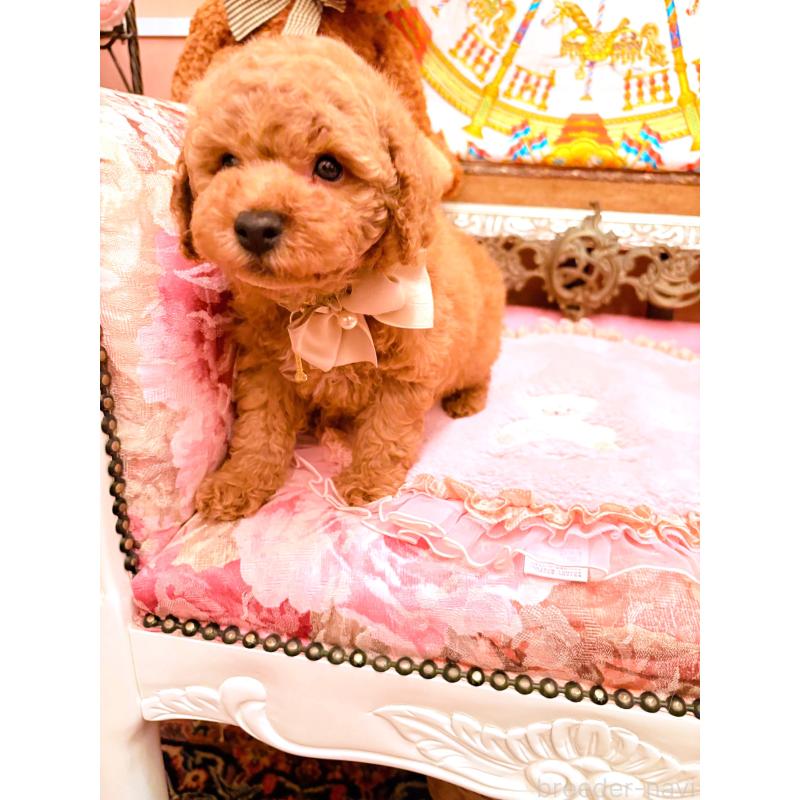 販売中の大阪府のトイプードル-432770の8枚目