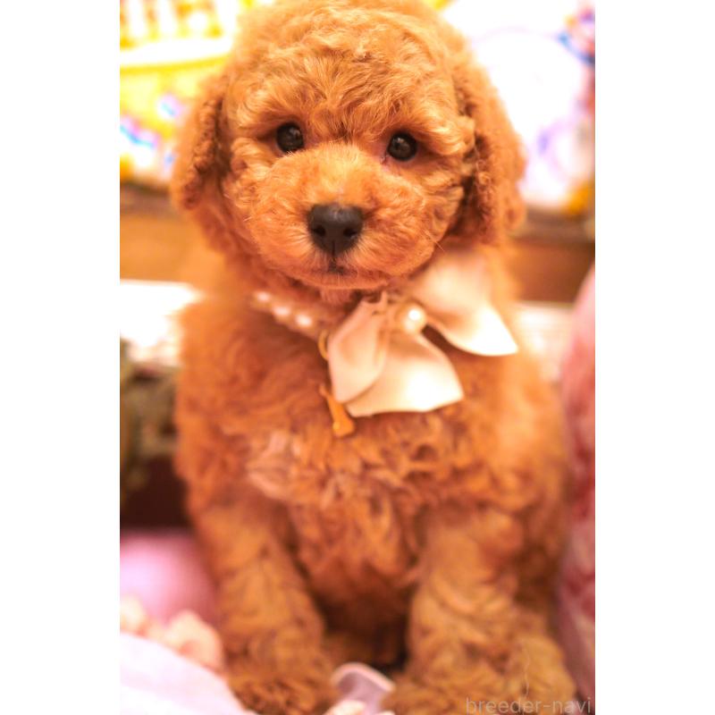 販売中の大阪府のトイプードル-432770の7枚目