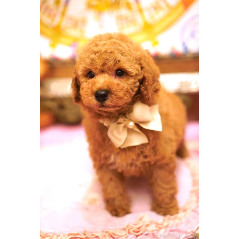 販売中の大阪府のトイプードル-432770の6枚目